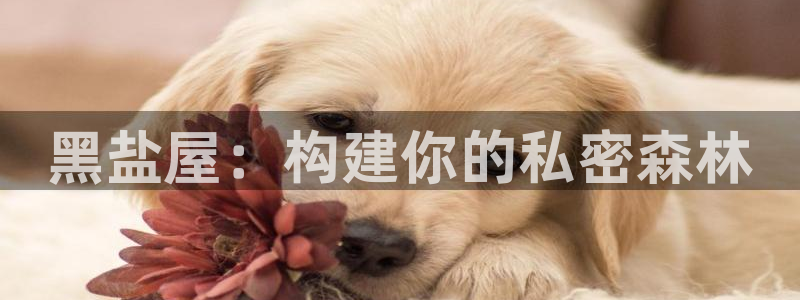 问鼎娱乐传媒：黑盐屋：构建你的私密森林